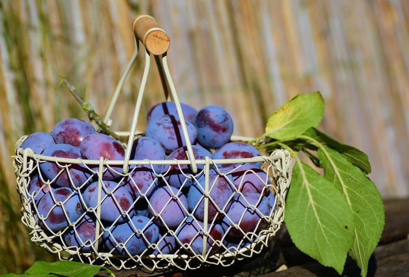 Fruits