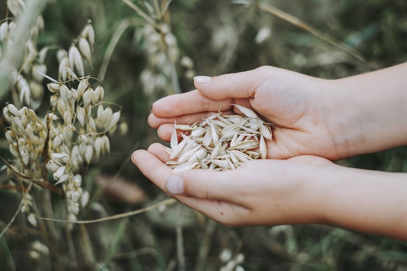 Whole Grains